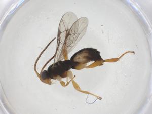  ( - CBG-A68268-C06)  @11 [ ] CreativeCommons - Attribution Share - Alike (2025) Centre for Biodiversity Genomics Centre for Biodiversity Genomics