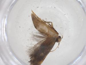  (gelMalaise01 malaise7103 - CBG-A68268-F10)  @11 [ ] CreativeCommons - Attribution Share - Alike (2025) Centre for Biodiversity Genomics Centre for Biodiversity Genomics