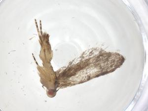  ( - CBG-A68268-H11)  @11 [ ] CreativeCommons - Attribution Share - Alike (2025) Centre for Biodiversity Genomics Centre for Biodiversity Genomics