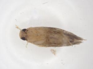  (gelMalaise01 Malaise7132 - CBG-A68269-A04)  @11 [ ] CreativeCommons - Attribution Share - Alike (2025) Centre for Biodiversity Genomics Centre for Biodiversity Genomics