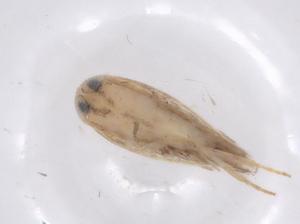  (gelMalaise01 Malaise7730 - CBG-A68275-C08)  @11 [ ] CreativeCommons - Attribution Share - Alike (2025) Centre for Biodiversity Genomics Centre for Biodiversity Genomics