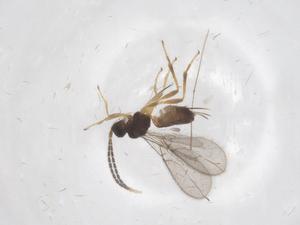  ( - CBG-A68717-F06)  @11 [ ] CreativeCommons - Attribution Share - Alike (2025) Centre for Biodiversity Genomics Centre for Biodiversity Genomics