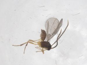  ( - CBG-A68718-G07)  @11 [ ] CreativeCommons - Attribution Share - Alike (2025) Centre for Biodiversity Genomics Centre for Biodiversity Genomics