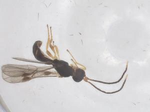  ( - CBG-A68724-E06)  @11 [ ] CreativeCommons - Attribution Share - Alike (2025) Centre for Biodiversity Genomics Centre for Biodiversity Genomics