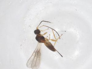  ( - CBG-A68728-F04)  @11 [ ] CreativeCommons - Attribution Share - Alike (2025) Centre for Biodiversity Genomics Centre for Biodiversity Genomics