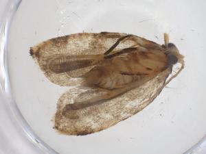  (tortMalaise01 Malaise8887 - CBG-A68887-C08)  @11 [ ] CreativeCommons - Attribution Share - Alike (2025) Centre for Biodiversity Genomics Centre for Biodiversity Genomics