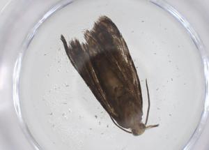  ( - CBG-A68887-D05)  @11 [ ] CreativeCommons - Attribution Share - Alike (2025) Centre for Biodiversity Genomics Centre for Biodiversity Genomics