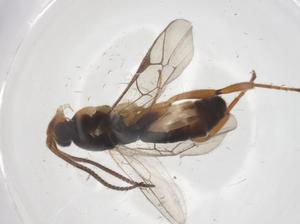  ( - CBG-A68890-G09)  @11 [ ] CreativeCommons - Attribution Share - Alike (2025) Centre for Biodiversity Genomics Centre for Biodiversity Genomics