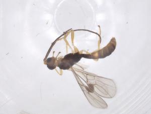  (Johnsonius - CBG-A68891-F12)  @11 [ ] CreativeCommons - Attribution Share - Alike (2025) Centre for Biodiversity Genomics Centre for Biodiversity Genomics