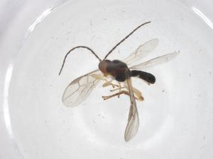  ( - CBG-A68892-D02)  @11 [ ] CreativeCommons - Attribution Share - Alike (2025) Centre for Biodiversity Genomics Centre for Biodiversity Genomics