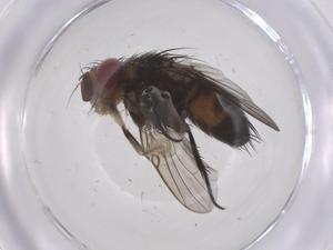  ( - CBG-A68893-D06)  @11 [ ] CreativeCommons - Attribution Share - Alike (2025) Centre for Biodiversity Genomics Centre for Biodiversity Genomics