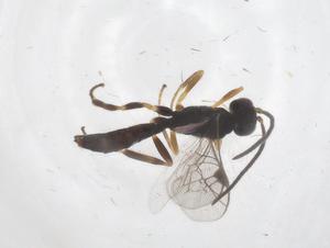  ( - CBG-A68894-A10)  @11 [ ] CreativeCommons - Attribution Share - Alike (2025) Centre for Biodiversity Genomics Centre for Biodiversity Genomics