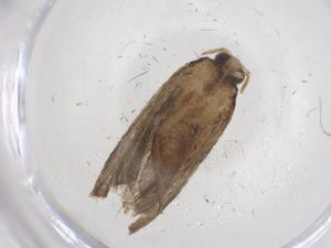  (tortMalaise01 Malaise8901 - CBG-A68901-F11)  @11 [ ] CreativeCommons - Attribution Share - Alike (2025) Centre for Biodiversity Genomics Centre for Biodiversity Genomics