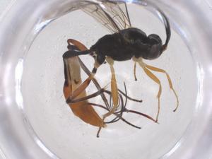  ( - CBG-A68928-G02)  @11 [ ] CreativeCommons - Attribution Share - Alike (2025) Centre for Biodiversity Genomics Centre for Biodiversity Genomics