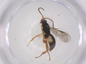  ( - CBG-A68969-B05)  @11 [ ] CreativeCommons - Attribution Share - Alike (2025) Centre for Biodiversity Genomics Centre for Biodiversity Genomics