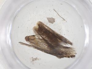  ( - CBG-A69146-B02)  @11 [ ] CreativeCommons - Attribution Share - Alike (2025) Centre for Biodiversity Genomics Centre for Biodiversity Genomics