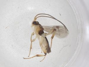  ( - CBG-A69160-A06)  @11 [ ] CreativeCommons - Attribution Share - Alike (2025) Centre for Biodiversity Genomics Centre for Biodiversity Genomics