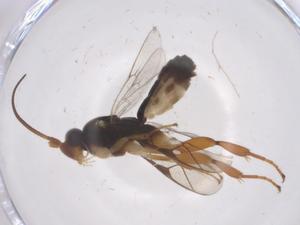  ( - CBG-A69165-E05)  @11 [ ] CreativeCommons - Attribution Share - Alike (2025) Centre for Biodiversity Genomics Centre for Biodiversity Genomics