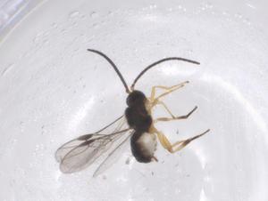  ( - CBG-A69168-D06)  @11 [ ] CreativeCommons - Attribution Share - Alike (2025) Centre for Biodiversity Genomics Centre for Biodiversity Genomics