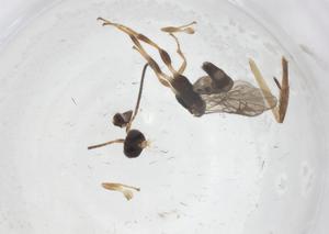  ( - CBG-A69184-A07)  @11 [ ] CreativeCommons - Attribution Share - Alike (2025) Centre for Biodiversity Genomics Centre for Biodiversity Genomics