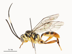  ( - CBG-A65328-D04)  @11 [ ] CreativeCommons - Attribution Share - Alike (2025) CBG Photography Group Centre for Biodiversity Genomics