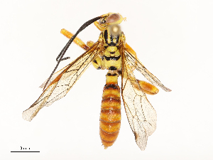  ( - CBG-A65328-E07)  @11 [ ] CreativeCommons - Attribution Share - Alike (2025) CBG Photography Group Centre for Biodiversity Genomics