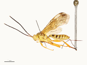  ( - CBG-A65328-G03)  @11 [ ] CreativeCommons - Attribution Share - Alike (2025) CBG Photography Group Centre for Biodiversity Genomics
