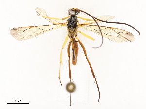  ( - CBG-A65328-G10)  @11 [ ] CreativeCommons - Attribution Share - Alike (2025) CBG Photography Group Centre for Biodiversity Genomics
