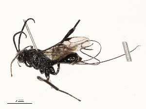  ( - CBG-A65328-H04)  @11 [ ] CreativeCommons - Attribution Share - Alike (2025) CBG Photography Group Centre for Biodiversity Genomics