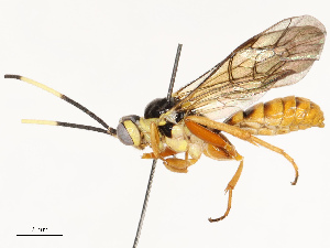  ( - CBG-A67015-C06)  @11 [ ] CreativeCommons - Attribution Share - Alike (2025) CBG Photography Group Centre for Biodiversity Genomics