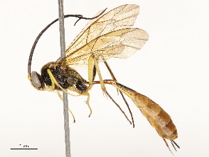  ( - CBG-A67015-G07)  @11 [ ] CreativeCommons - Attribution Share - Alike (2025) CBG Photography Group Centre for Biodiversity Genomics
