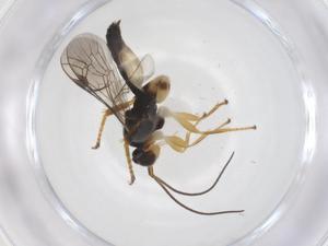  ( - CBG-A67167-B06)  @11 [ ] CreativeCommons - Attribution Share - Alike (2025) Centre for Biodiversity Genomics Centre for Biodiversity Genomics