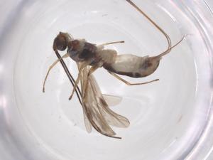  ( - CBG-A67182-H03)  @11 [ ] CreativeCommons - Attribution Share - Alike (2025) Centre for Biodiversity Genomics Centre for Biodiversity Genomics