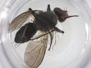  ( - CBG-A67184-B12)  @11 [ ] CreativeCommons - Attribution Share - Alike (2025) Centre for Biodiversity Genomics Centre for Biodiversity Genomics