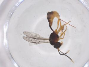  ( - CBG-A67194-B06)  @11 [ ] CreativeCommons - Attribution Share - Alike (2025) Centre for Biodiversity Genomics Centre for Biodiversity Genomics