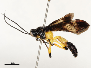  (Joppa Wahl02DHJ02 - CBG-A67807-A09)  @11 [ ] CreativeCommons - Attribution Share - Alike (2025) CBG Photography Group Centre for Biodiversity Genomics