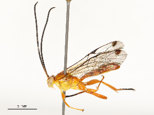  ( - CBG-A67807-B03)  @11 [ ] CreativeCommons - Attribution Share - Alike (2025) CBG Photography Group Centre for Biodiversity Genomics