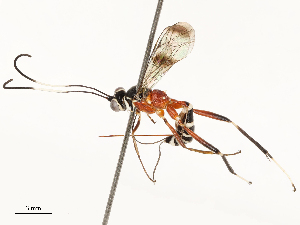  ( - CBG-A67807-F07)  @11 [ ] CreativeCommons - Attribution Share - Alike (2025) CBG Photography Group Centre for Biodiversity Genomics