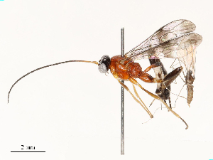  ( - CBG-A67824-G11)  @11 [ ] CreativeCommons - Attribution Share - Alike (2025) CBG Photography Group Centre for Biodiversity Genomics