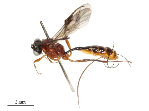  ( - CBG-A67824-H04)  @11 [ ] CreativeCommons - Attribution Share - Alike (2025) CBG Photography Group Centre for Biodiversity Genomics