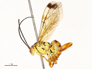  ( - CBG-A67830-F12)  @11 [ ] CreativeCommons - Attribution Share - Alike (2025) CBG Photography Group Centre for Biodiversity Genomics