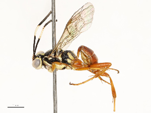  ( - CBG-A67830-H08)  @11 [ ] CreativeCommons - Attribution Share - Alike (2025) CBG Photography Group Centre for Biodiversity Genomics