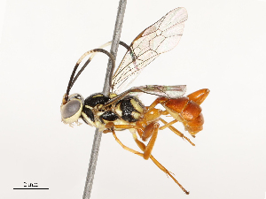  ( - CBG-A67831-A07)  @11 [ ] CreativeCommons - Attribution Share - Alike (2025) CBG Photography Group Centre for Biodiversity Genomics