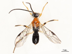  ( - CBG-A67831-C04)  @11 [ ] CreativeCommons - Attribution Share - Alike (2025) CBG Photography Group Centre for Biodiversity Genomics