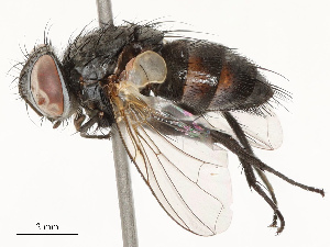  ( - CBG-A67838-C11)  @11 [ ] CreativeCommons - Attribution Share - Alike (2025) CBG Photography Group Centre for Biodiversity Genomics