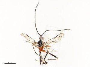  ( - CBG-A67839-C08)  @11 [ ] CreativeCommons - Attribution Share - Alike (2025) CBG Photography Group Centre for Biodiversity Genomics