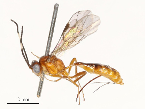  ( - CBG-A67863-C12)  @11 [ ] CreativeCommons - Attribution Share - Alike (2025) CBG Photography Group Centre for Biodiversity Genomics