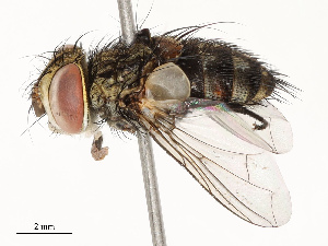  ( - CBG-A67864-E11)  @11 [ ] CreativeCommons - Attribution Share - Alike (2025) CBG Photography Group Centre for Biodiversity Genomics