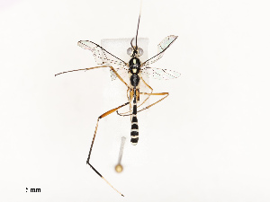  ( - CBG-A67868-A05)  @11 [ ] CreativeCommons - Attribution Share - Alike (2025) CBG Photography Group Centre for Biodiversity Genomics