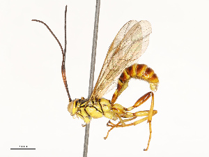  ( - CBG-A67868-F04)  @11 [ ] CreativeCommons - Attribution Share - Alike (2025) CBG Photography Group Centre for Biodiversity Genomics